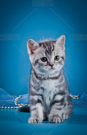 Kitten British cat on a colored background