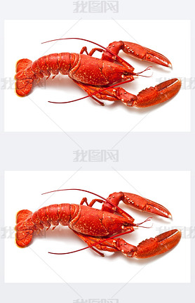 Cooked European common lobster