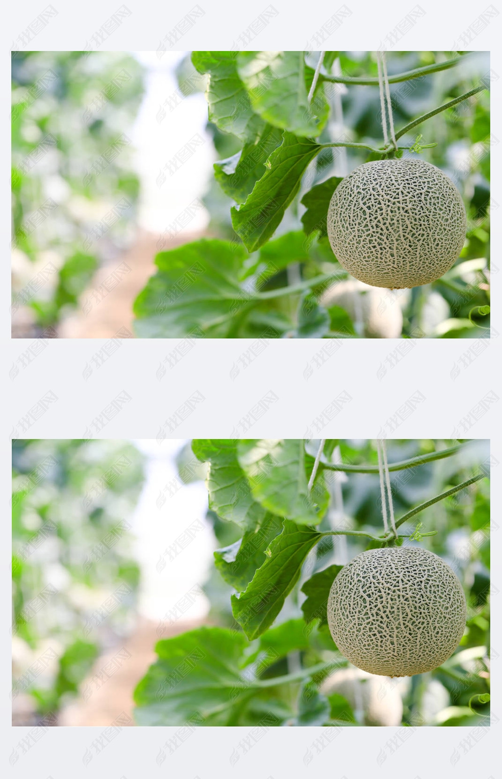 原创新鲜,在农场里很好地处理日本甜瓜. 温室里的绿色甜瓜.