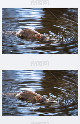 A duck-billed platypus (Ornithorhynchus anatinus) swims in the Tyenna River in Mt. Field National Pa