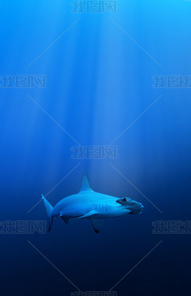 Scalloped hammerhead shark, Red Sea, Egypt