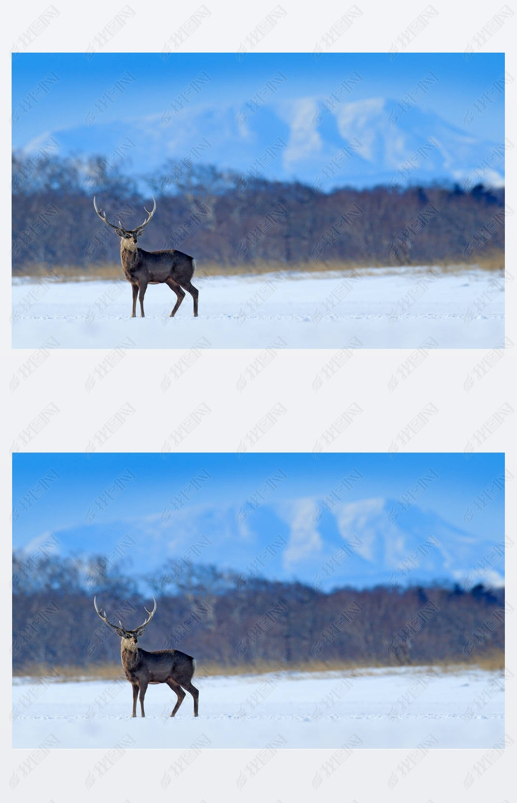 Hokkaido sika deer, Cervus nippon yesoensis, on the snowy meadow, winter mountains and forest in the