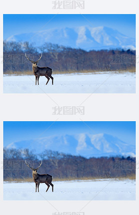 Hokkaido sika deer, Cervus nippon yesoensis, on the snowy meadow, winter mountains and forest in the