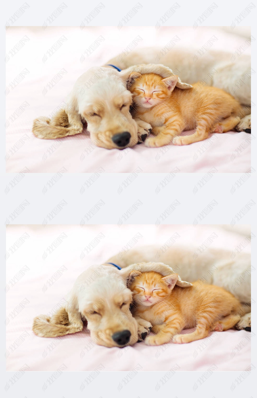 猫和狗睡觉小狗和小猫睡觉