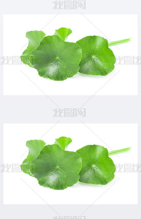 дҶ׹  pennywort ӡ pennywort o