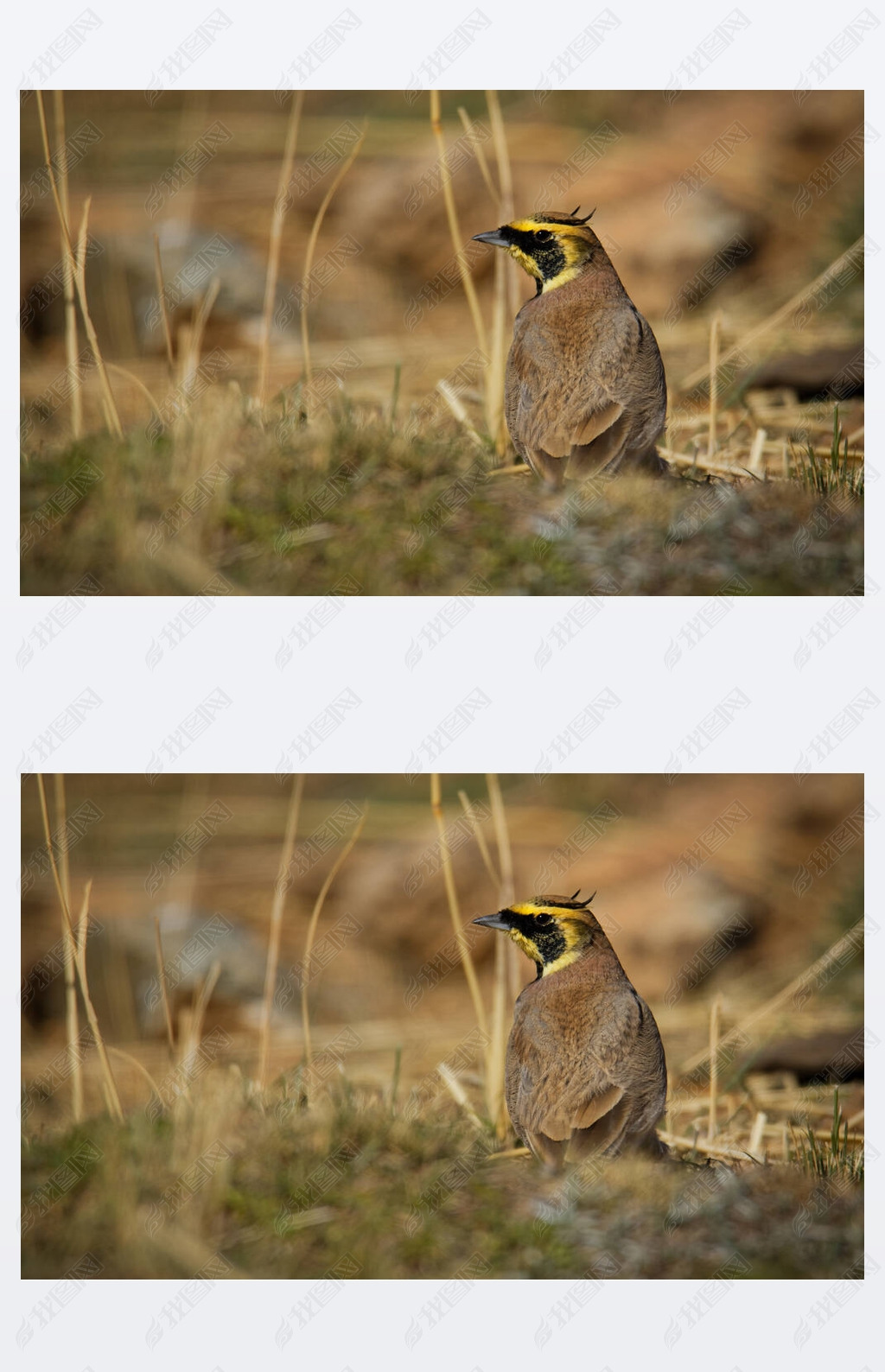 ȸӢHorned Lark - Eremophila alpestrisŷޱΪȸӢshore larkֵһȸ