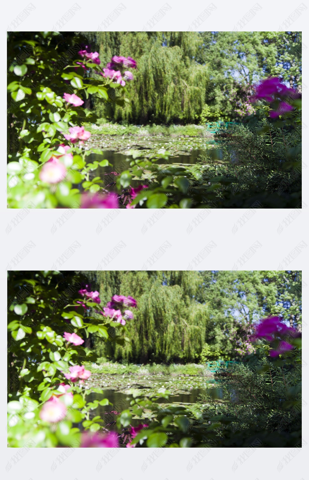 Trees and bushes with flowers around the lake with water lilies 