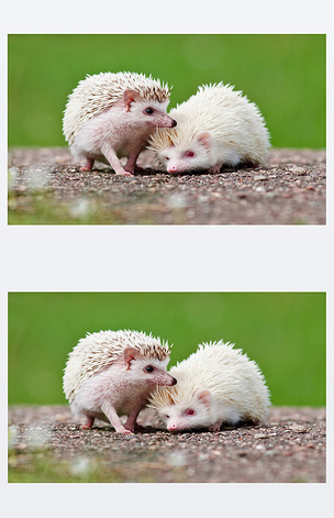 两个非洲刺猬户外