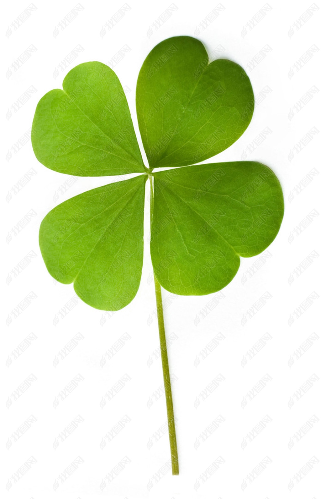 Shamrock