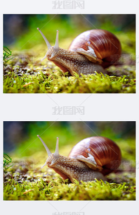 ʯӢHelix pomatiaҲţӢRoman snail ޵ţӢBurgundy snail ʳţӢedible snail㣨esca