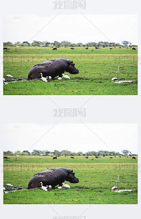 Hippopotamus covered in mud and some white birds on a field