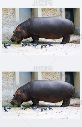 一只河马和几只鸽子