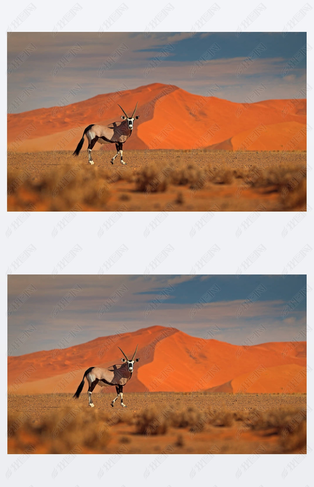 ˫:ɳɳƻ.Gemsbuck, Oryx gazella, large antelope in nature habitat, Sossusvlei, Namibia.ԭϵҰ