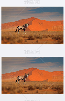 ˫:ɳɳƻ.Gemsbuck, Oryx gazella, large antelope in nature habitat, Sossusvlei, Namibia.ԭϵҰ