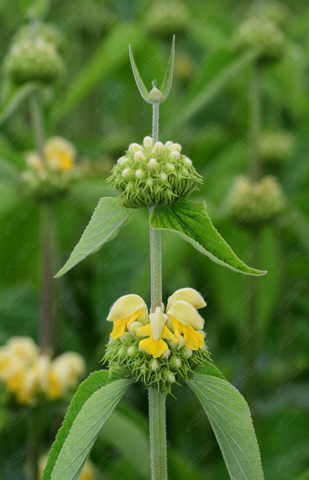 ʥˣPhlomis russeliana)