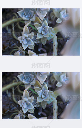  Echeveria ʯͷõ֭ ƬĲѰֲ¶Ҷӳ̣ڼֲ