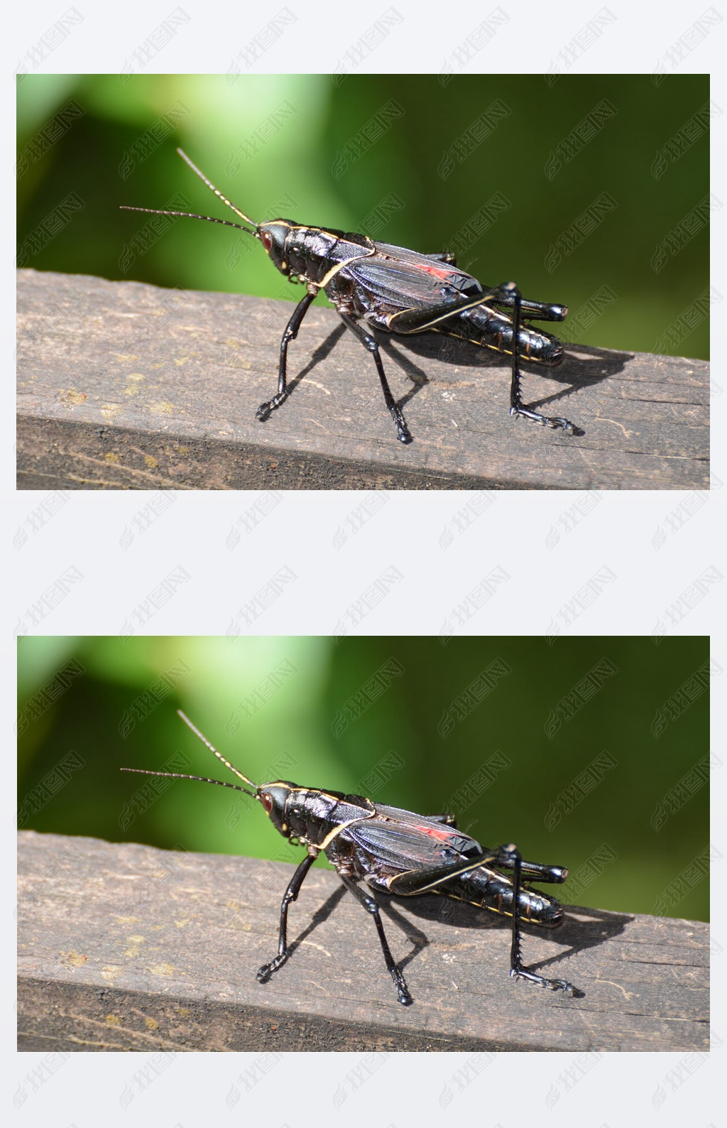 romaleamicropteraromaleamicroptera黑蚂蚱在巴拉塔里亚prerveserve