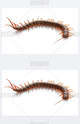 Vietnamese Giant Centipede