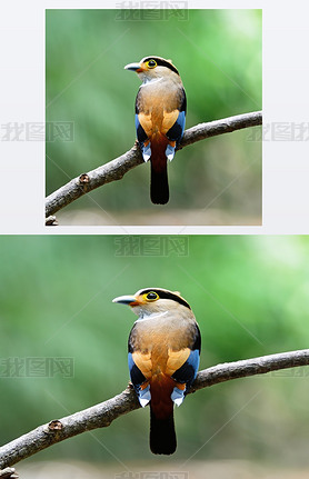 Ԧͦɦʦ? ҦǦ?ͦɦ-breasted broadbill