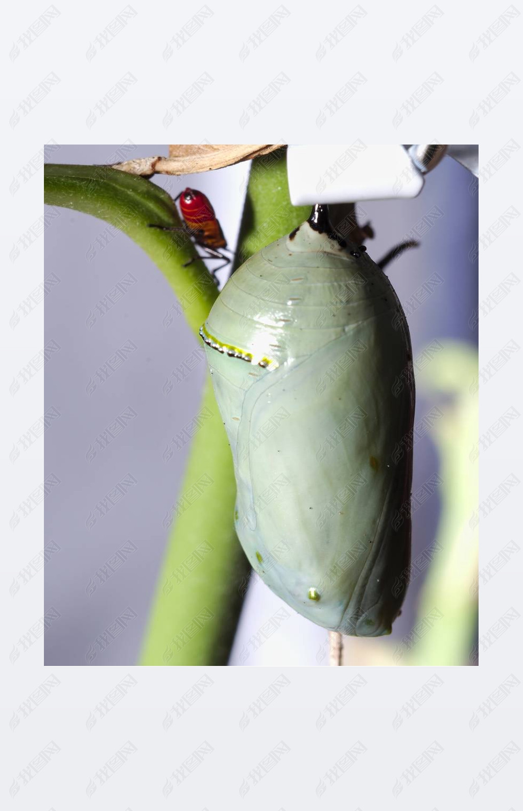 A vertical selective focus shot of a cocoon and an insect on the branch of a plant