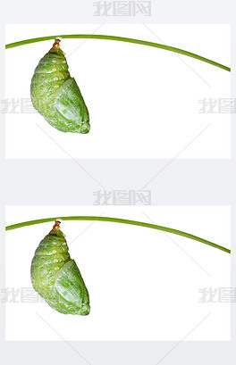 孤立的褐黄色的王公蝴蝶蛹