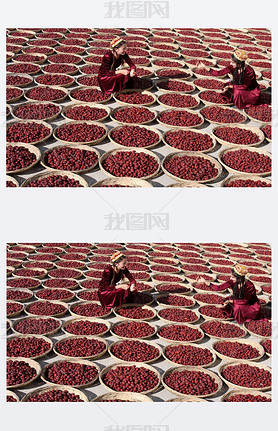 Young Chinese Uighur women dry jujube fruits, also called Chinese dates, at a jujube processing fact