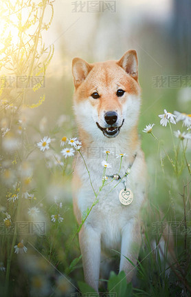 Shiba Inu