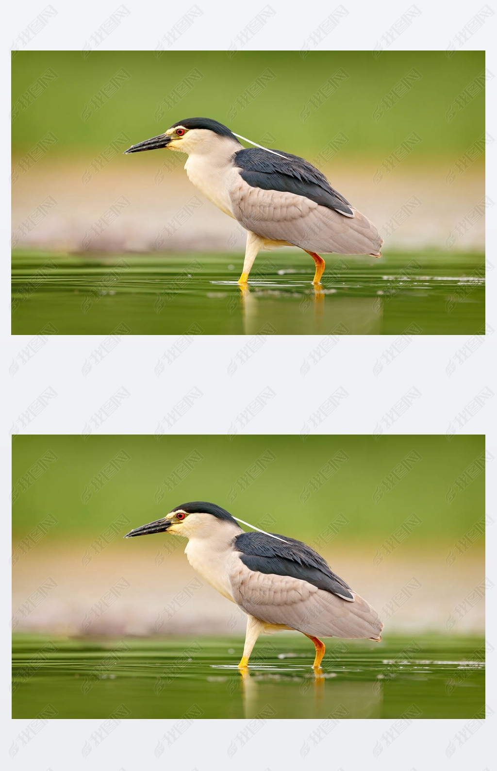 ҹ, Nycticorax Nycticorax, ˮˮ, ȻҰﳡˮ.