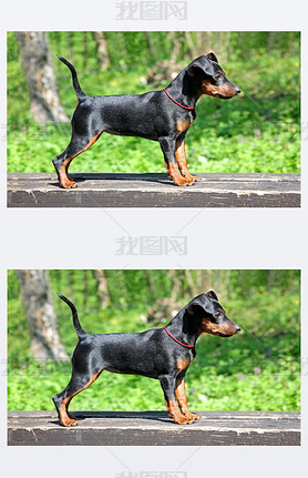 ΢ pinscher С