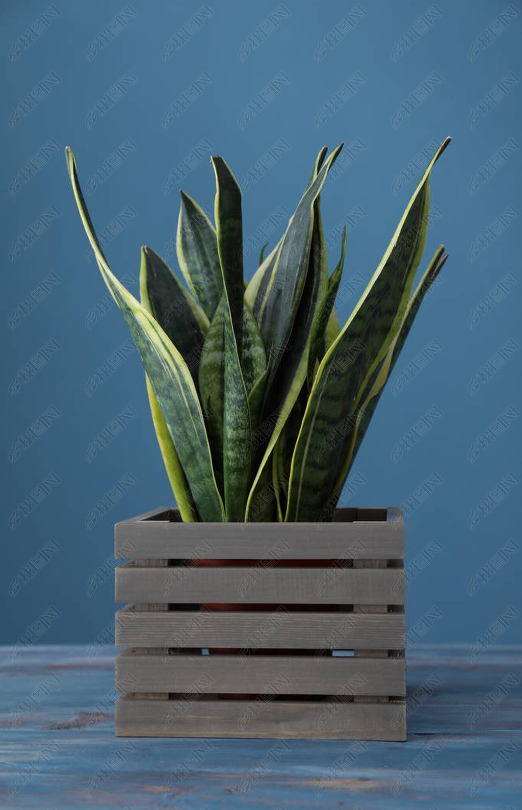  sansevieria ľɫ