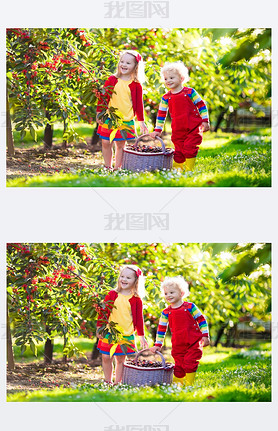 Bambini prendersela con un giardino di fattoria di frutta ciliegia