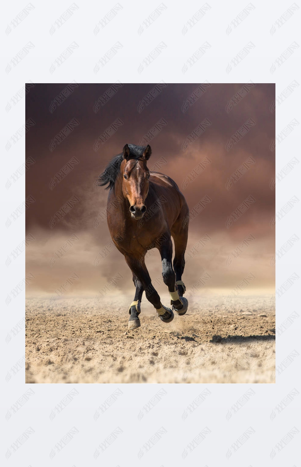 原创湾马向前跑在乌云和尘埃背景版权可商用