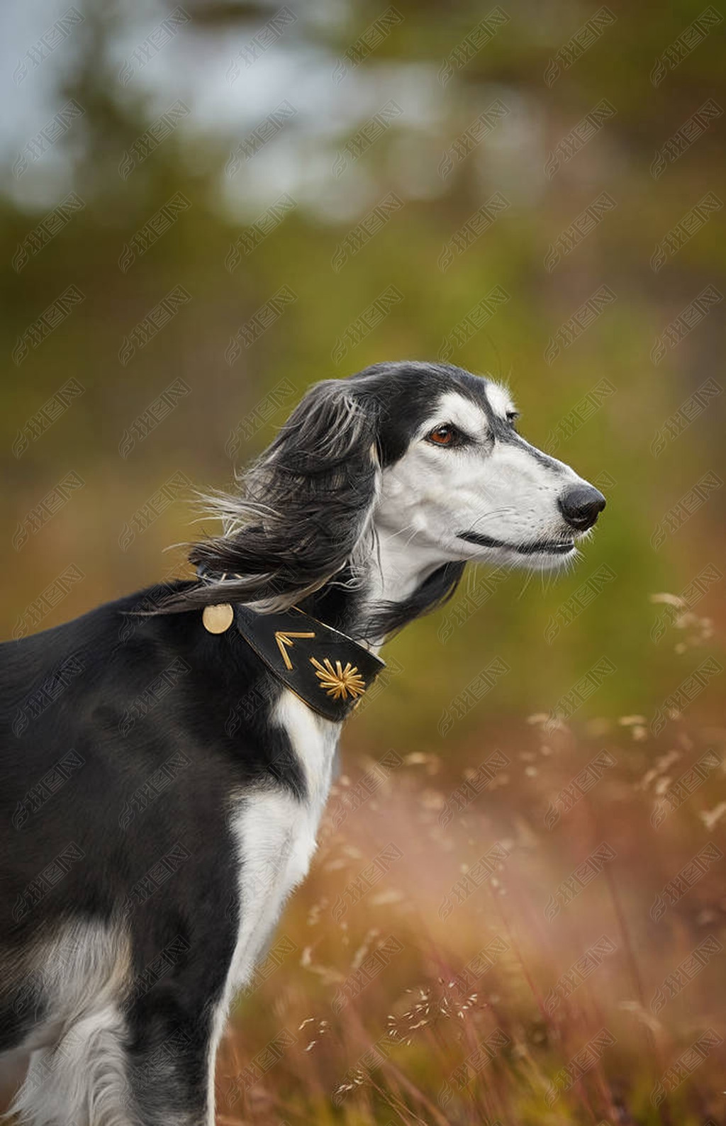 ȻɭSaluki