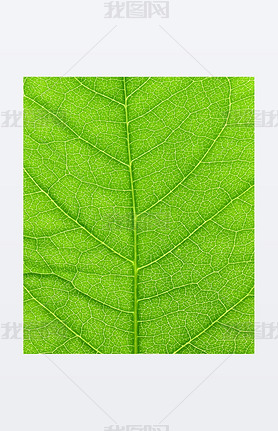 Vibrant green leaf macro.