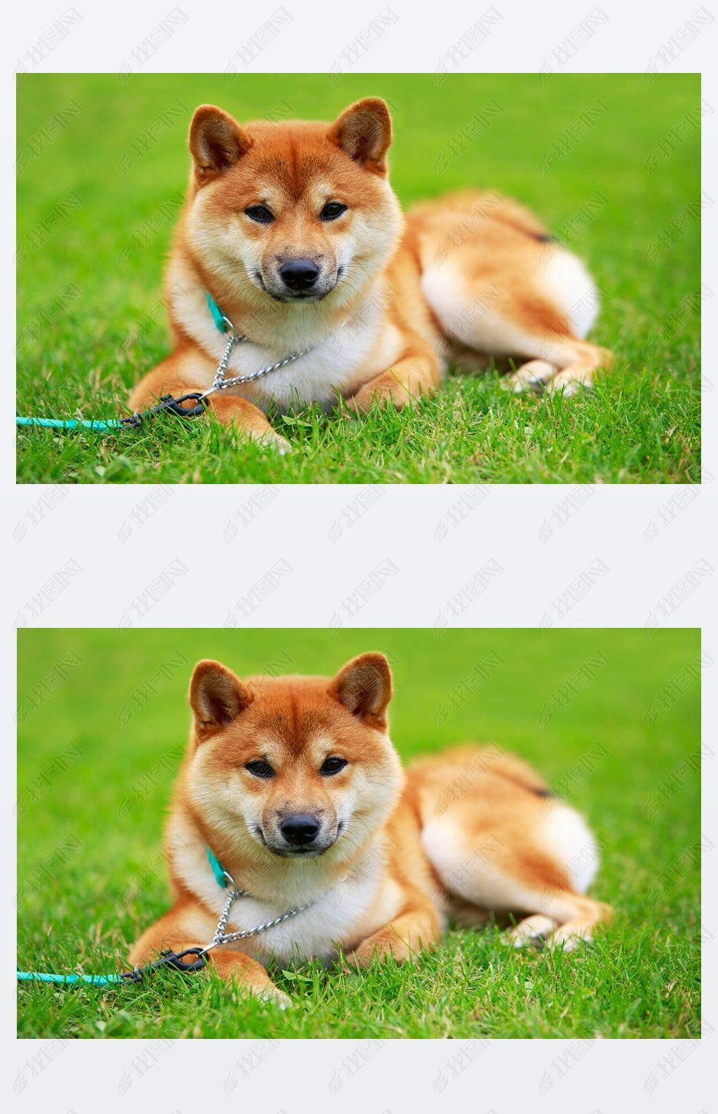 Ʒ Shiba inu