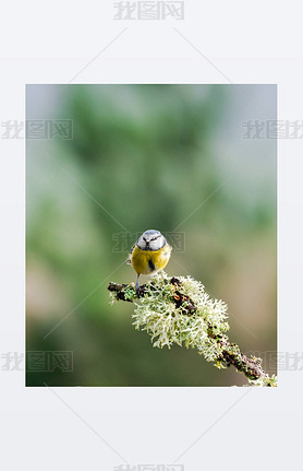 Blue tit (Cyanistes caeruleus) on a tree branch in a forest
