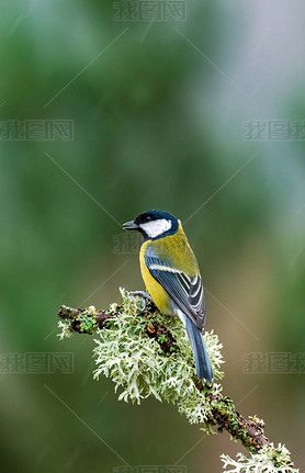 Great tit (Parus major) on tree branch in rain - selective focus