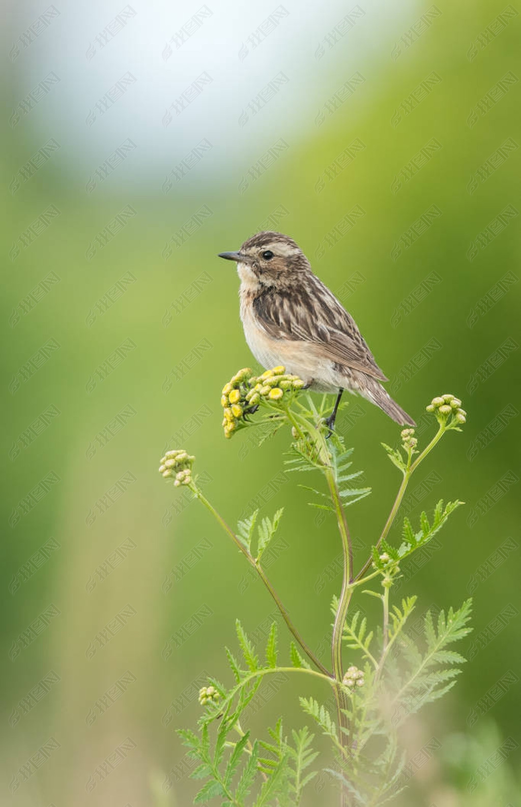 Ȼ whinchat ( rubetra). 