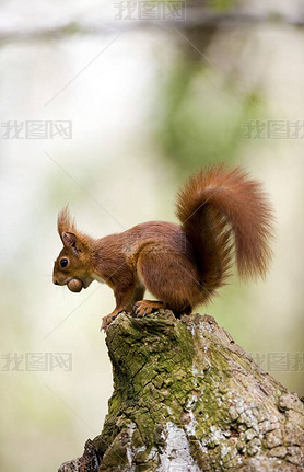 Uil Roux sciurus vulgaris