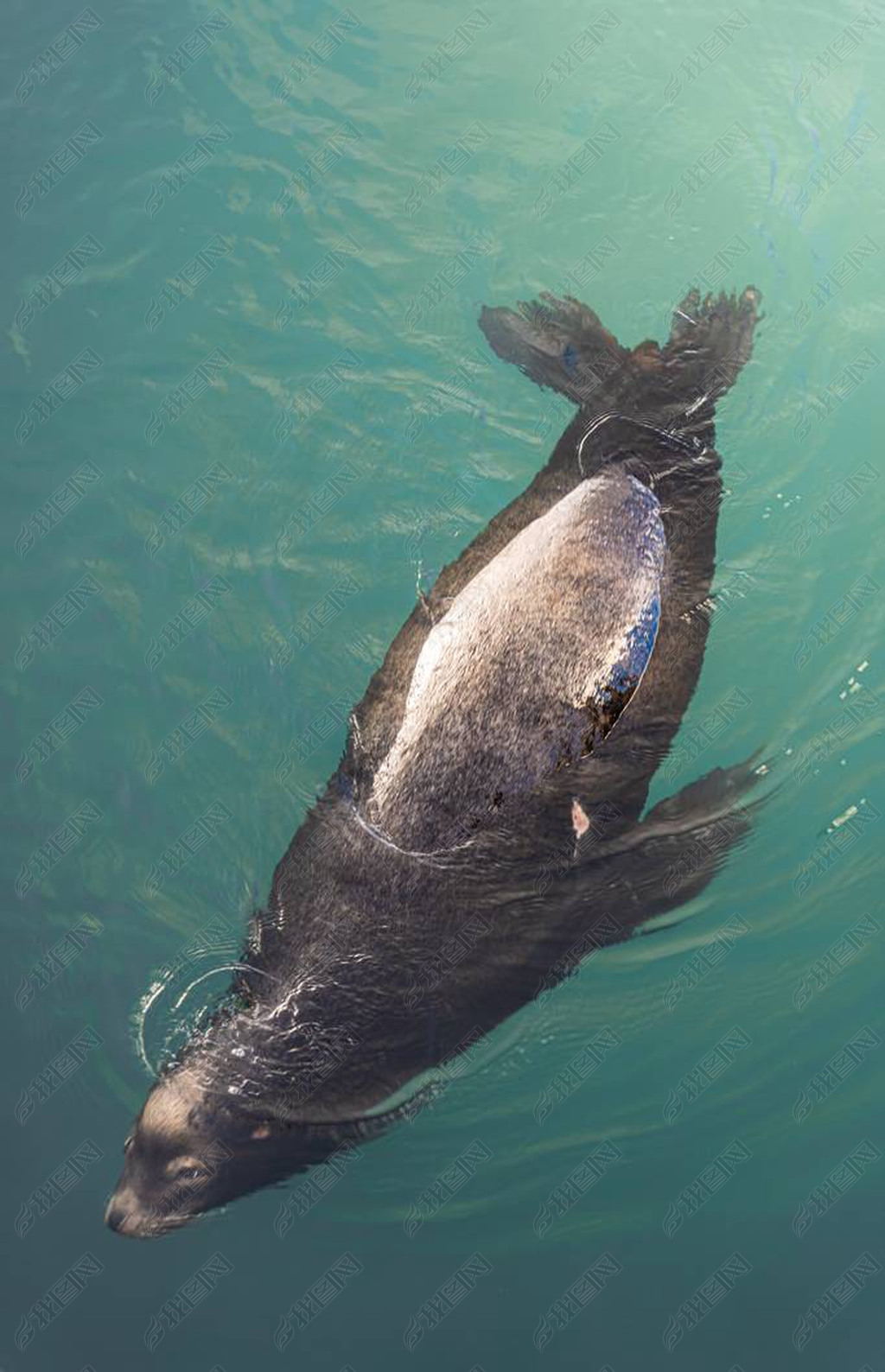 A top view shot of a seal gracefully swimming in the ocean