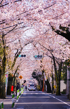 Setagaya Sakurashin-choӣ