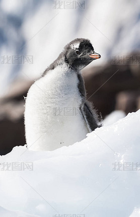  ϼ뵺ڿƸ۵Gentoo Penguin.