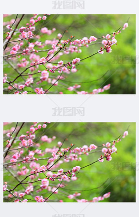 Plum flower blossom