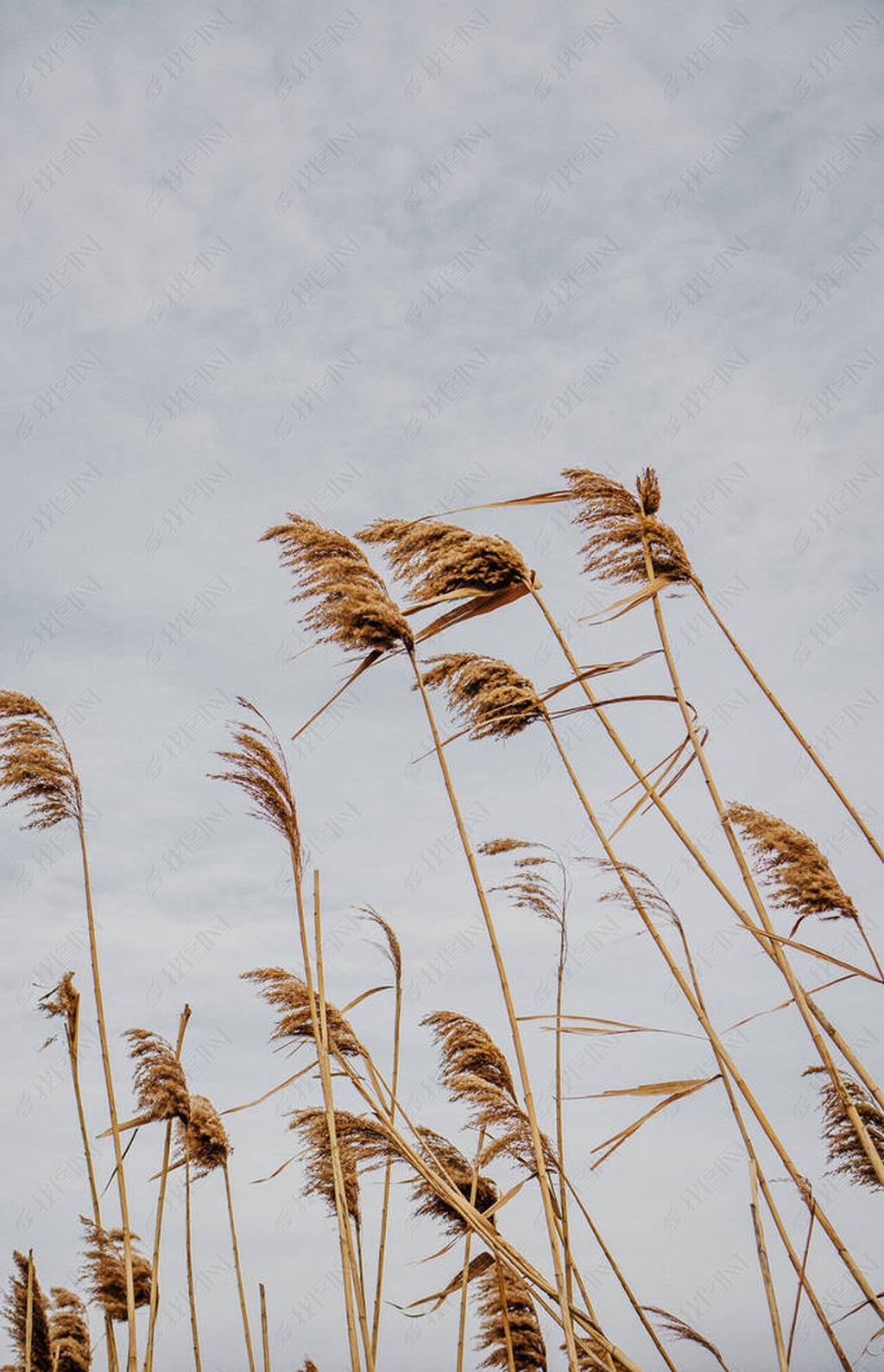 bulrushes against the sky