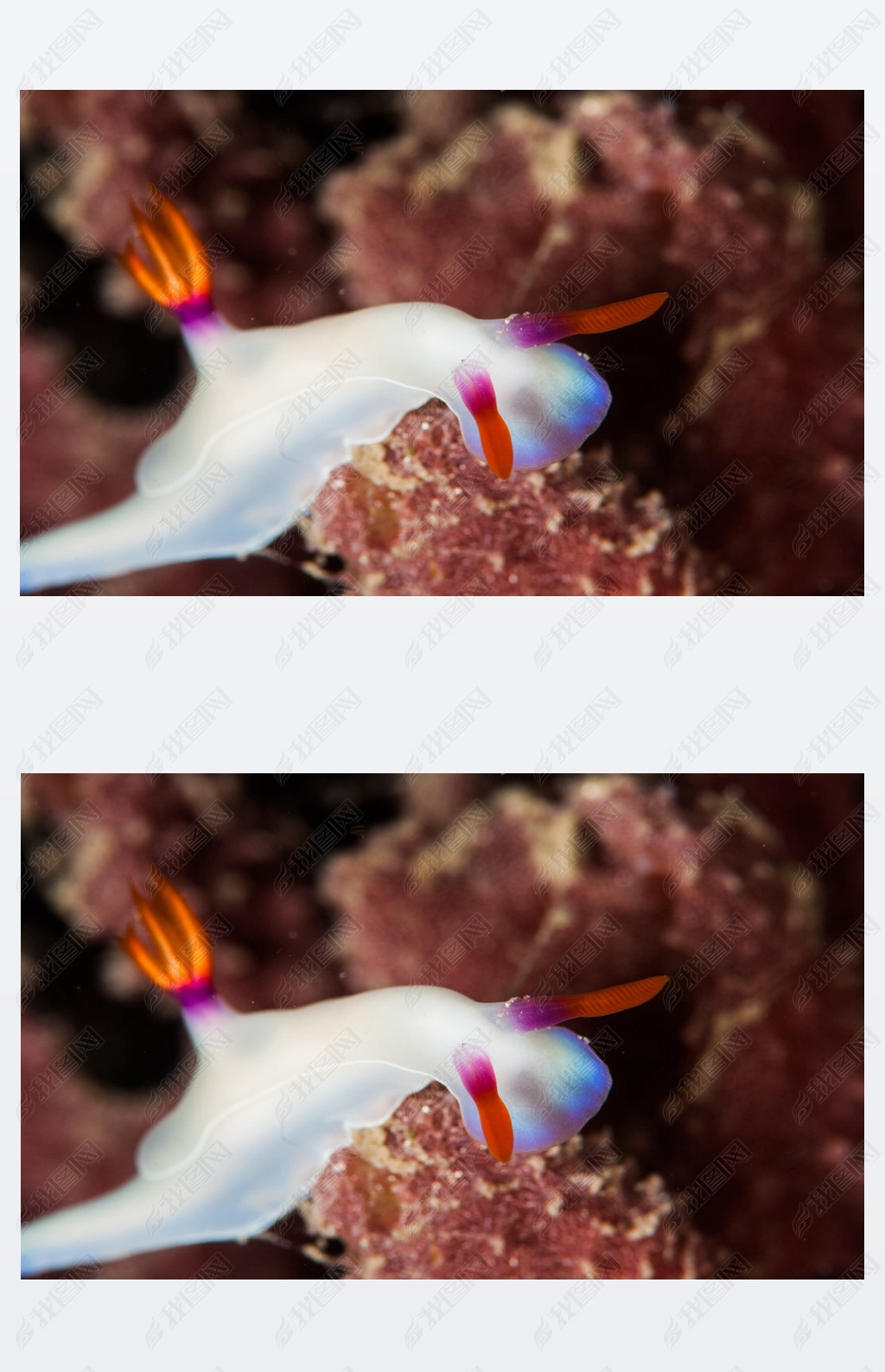 Scuba diving lembeh indonesia chromodoris white nudibranch