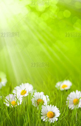 Spring field - daisy in grass