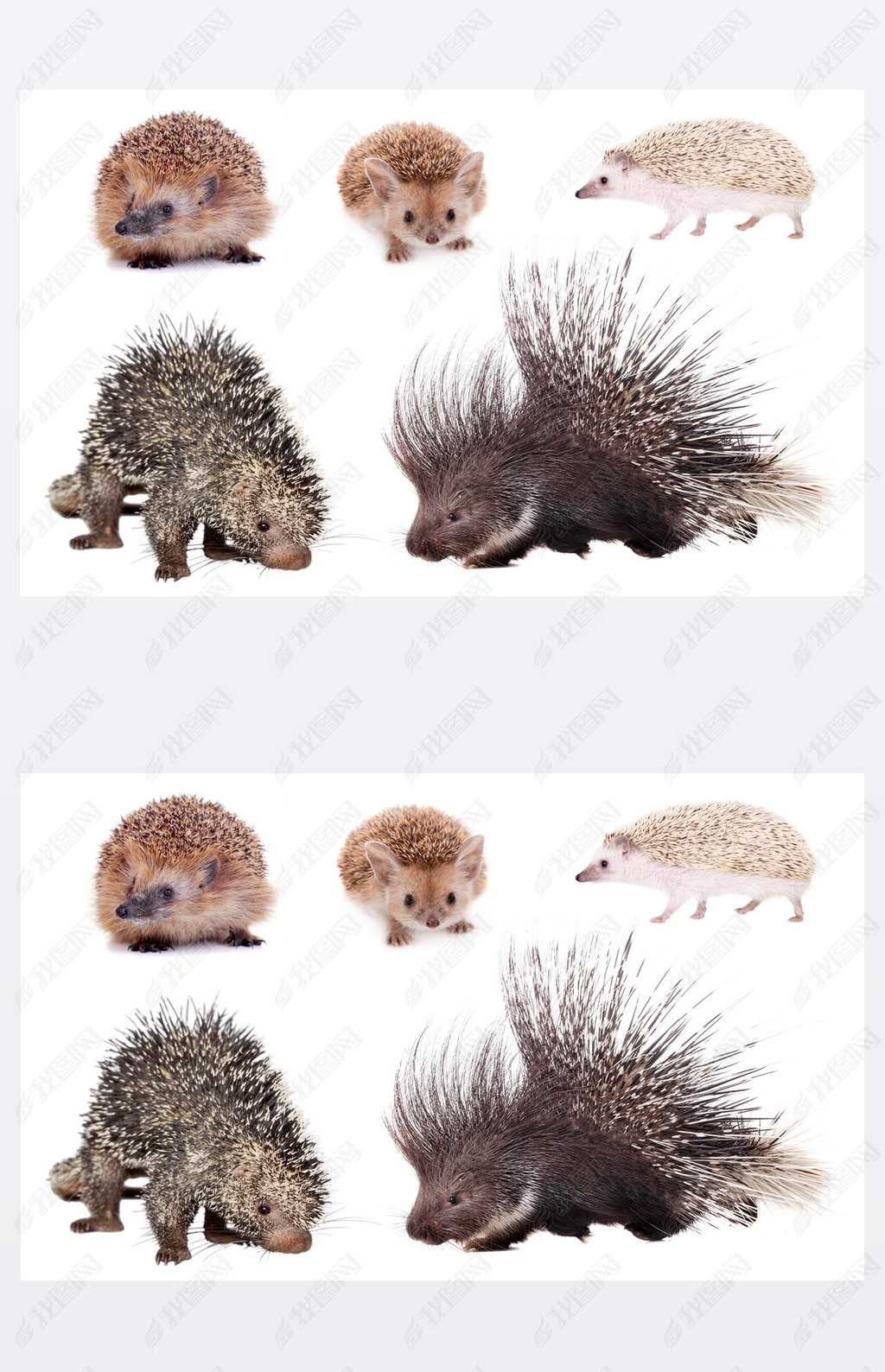原创豪猪和刺猬在白色上设置版权可商用