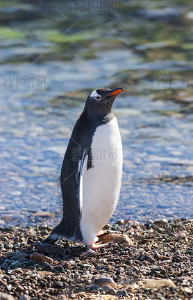 ϼ뵺Neko庣̲Gentoo.