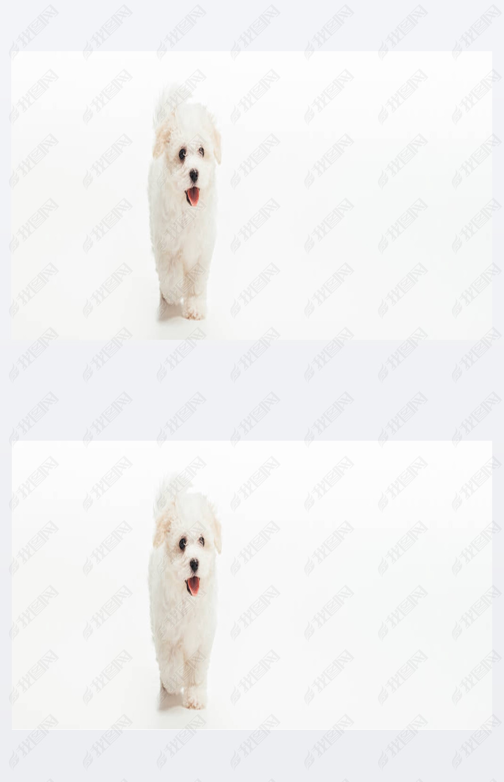 panoramic shot of cute Hanese puppy on white background 