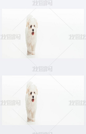 panoramic shot of cute Hanese puppy on white background 
